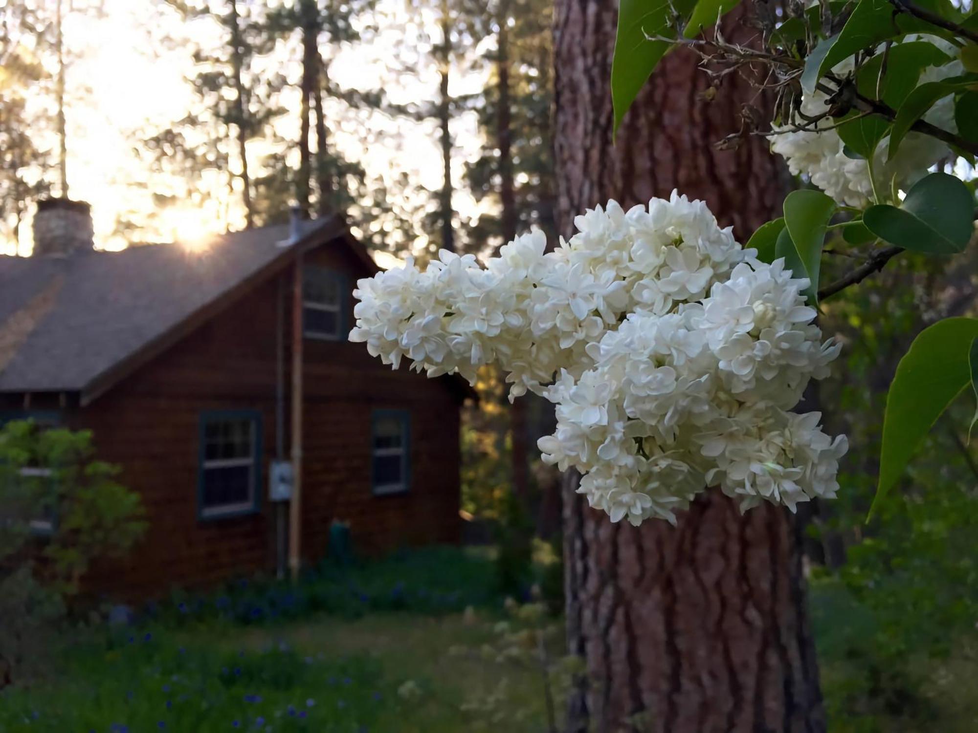Ahwahnee-Be Vintage Cabin - Walk To Town! آيديلوايل المظهر الخارجي الصورة